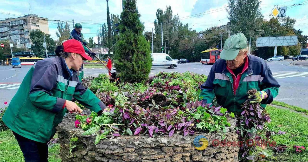 Коммунальщики высаживают в Одессе осенние цветы