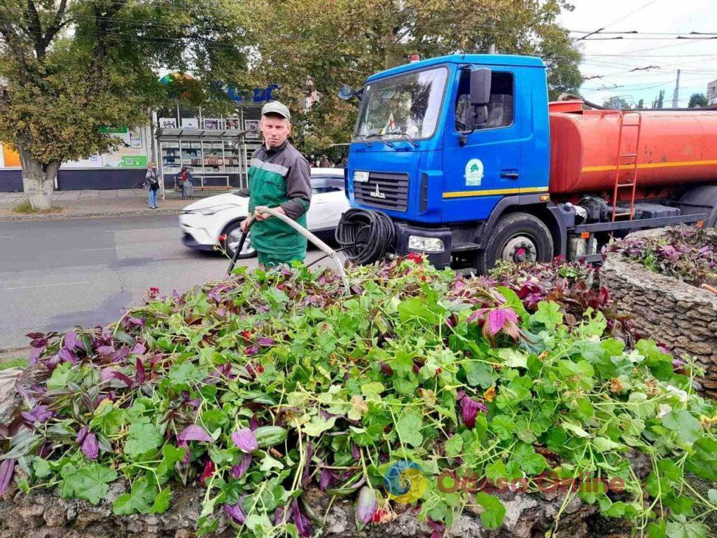 Комунальники висаджують в Одесі осінні квіти