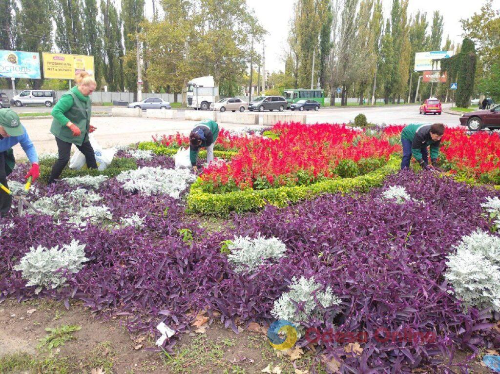 Коммунальщики высаживают в Одессе осенние цветы