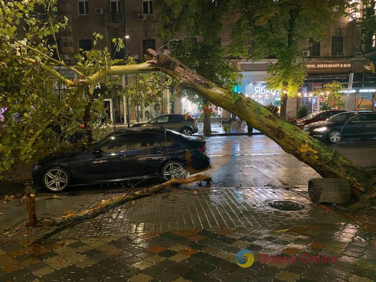 В центре Одессы дерево упало на автомобиль