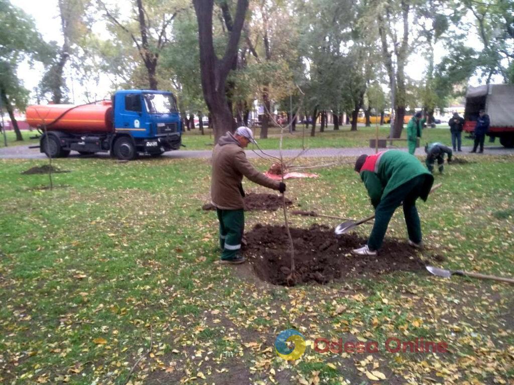 В Одесі озеленювачі висаджують міскантус (фото)