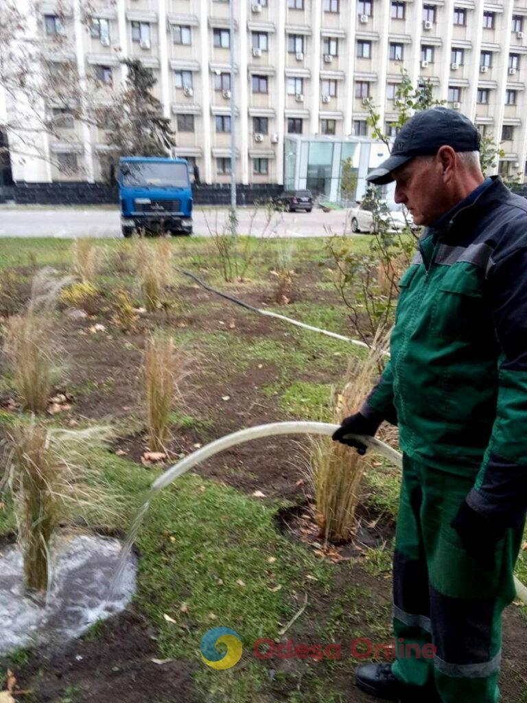 В Одесі озеленювачі висаджують міскантус (фото)