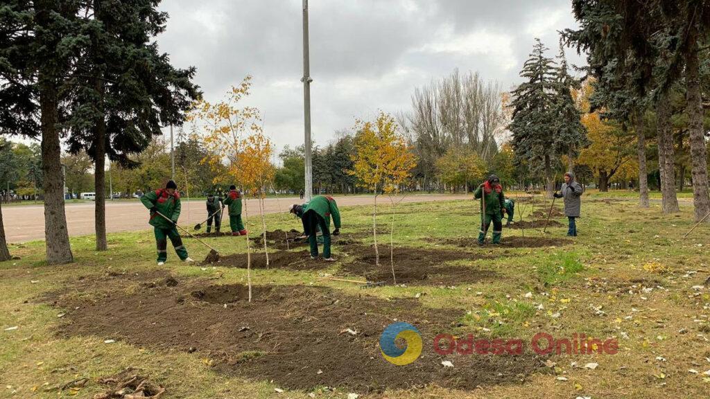 В Одесі озеленювачі висаджують міскантус (фото)