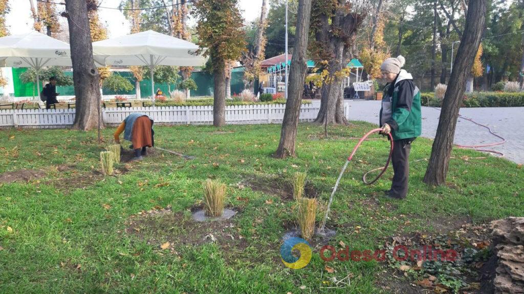 В Одесі озеленювачі висаджують міскантус (фото)