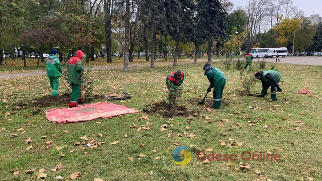 В Одесі озеленювачі висаджують міскантус (фото)