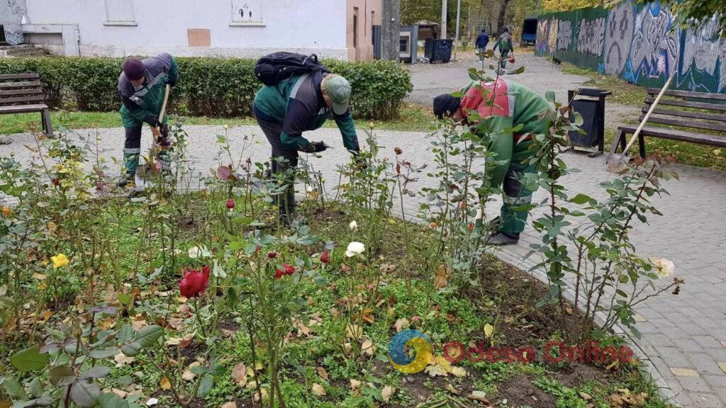 В Одесі озеленювачі висаджують міскантус (фото)