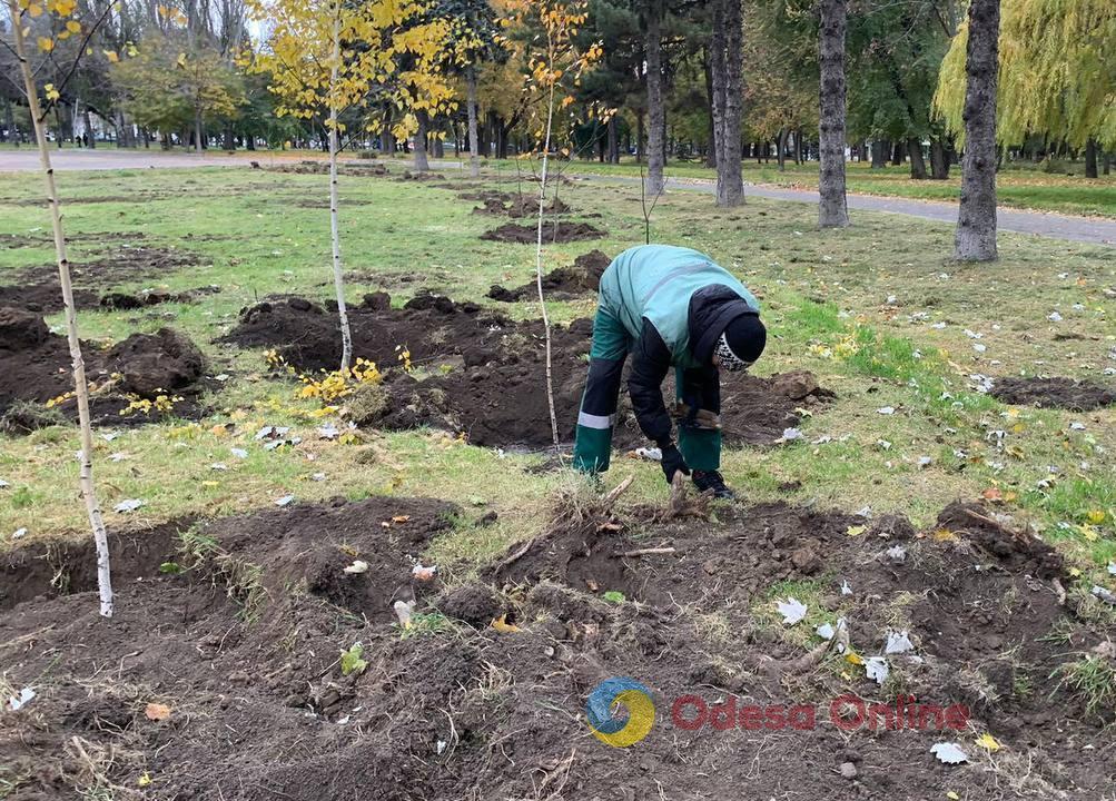 В Одесі озеленювачі висаджують міскантус (фото)