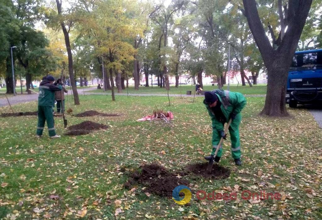 В Одесі озеленювачі висаджують міскантус (фото)