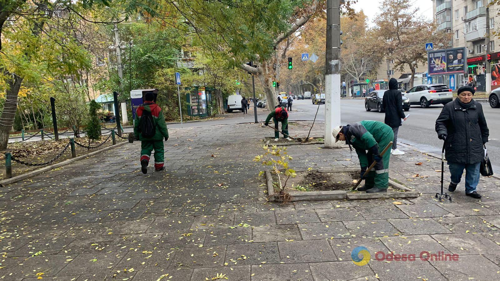 Осіннє озеленення Одеси: на проспекті Шевченка висадили платани