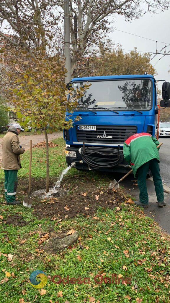 Осіннє озеленення Одеси: на проспекті Шевченка висадили платани