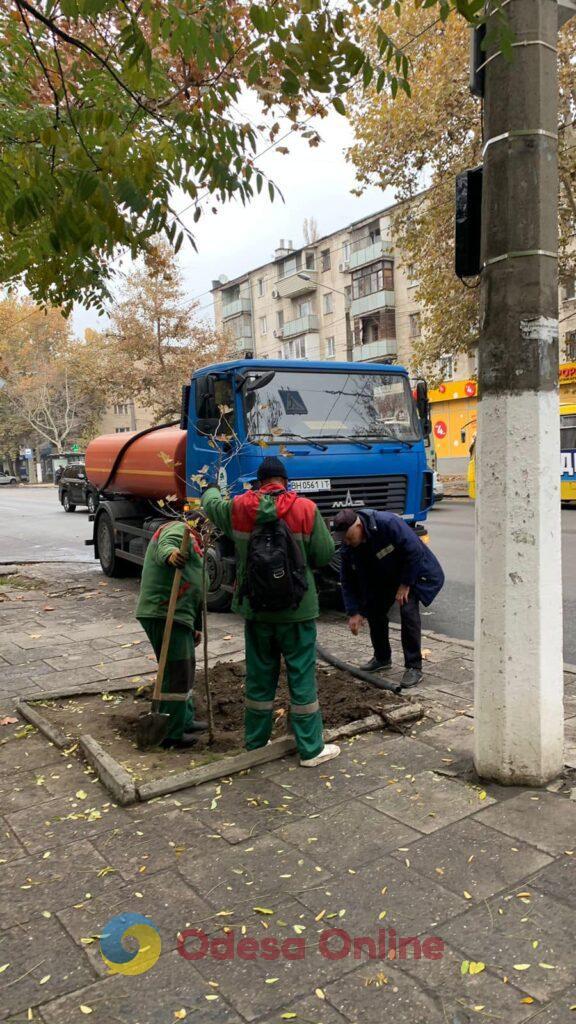 Осіннє озеленення Одеси: на проспекті Шевченка висадили платани