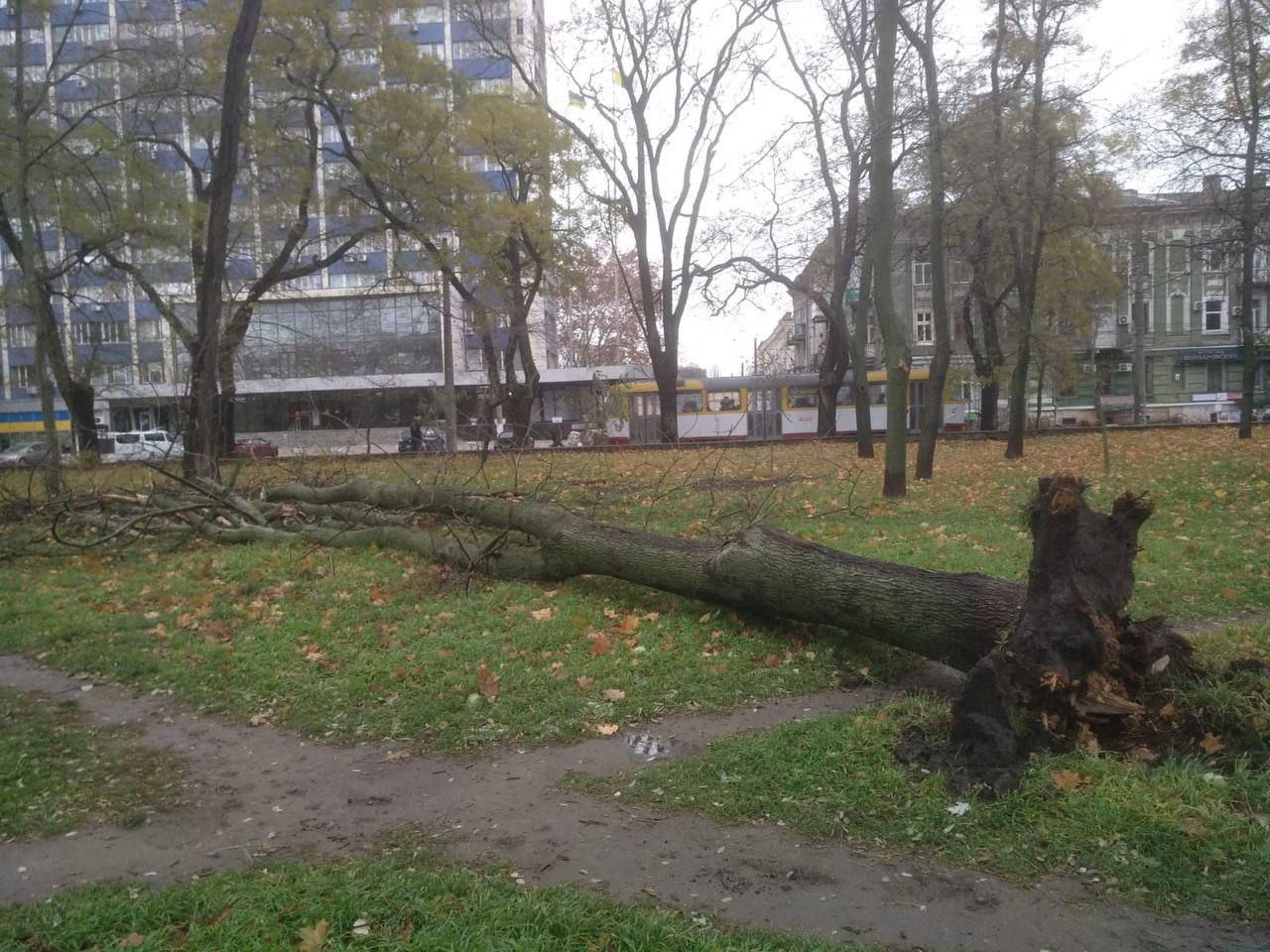 В Одессе сильный ветер повалил деревья