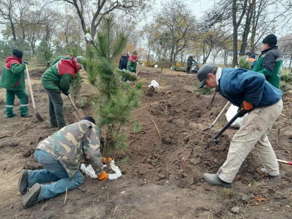 У парку «Юність» висадили 40 молодих сосен