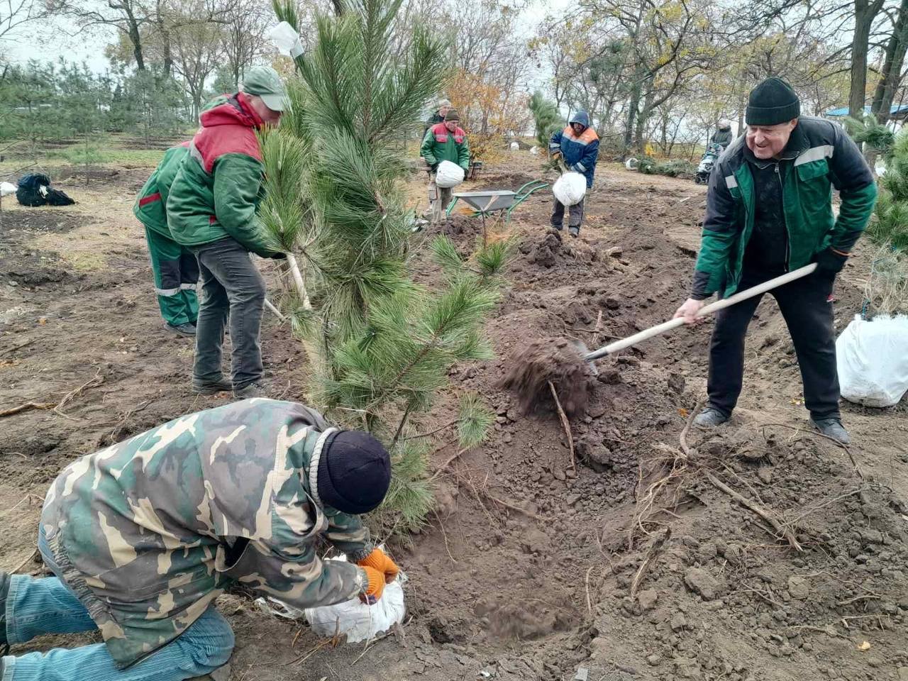 У парку «Юність» висадили 40 молодих сосен