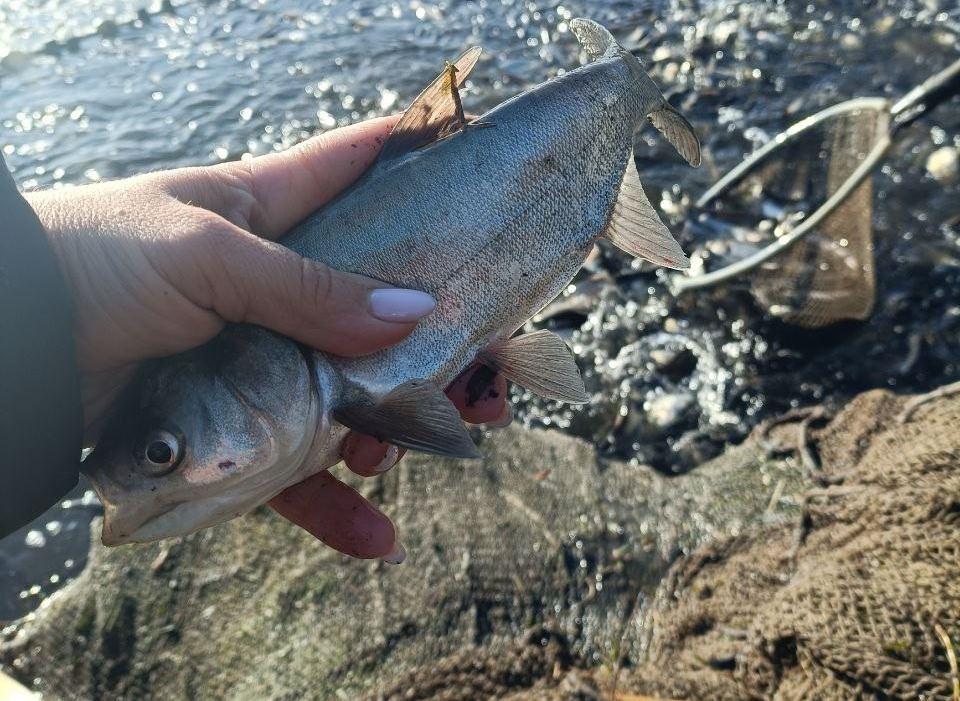 В Одесской области зарыбили Заплазское водохранилище (фото)