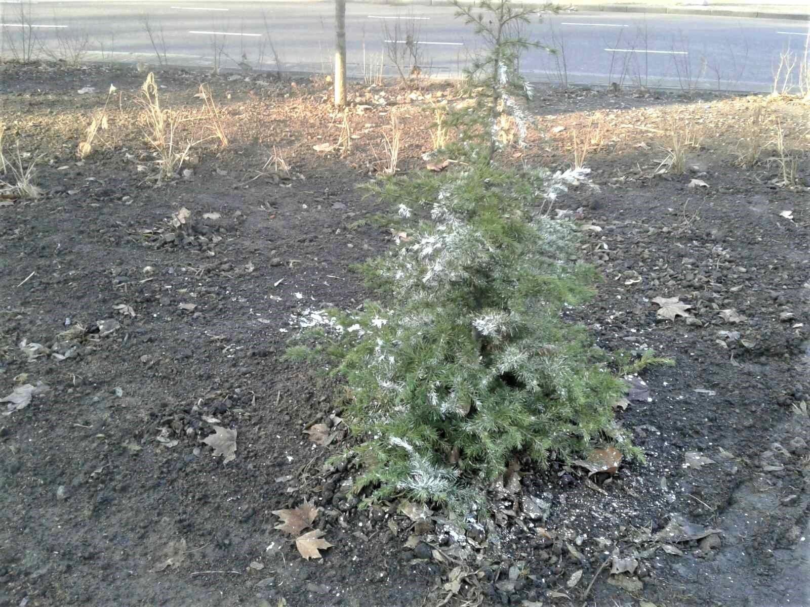 В Одесі обприскують ялинки спеціальним розчином крейди, щоб вберегти від незаконної вирубки