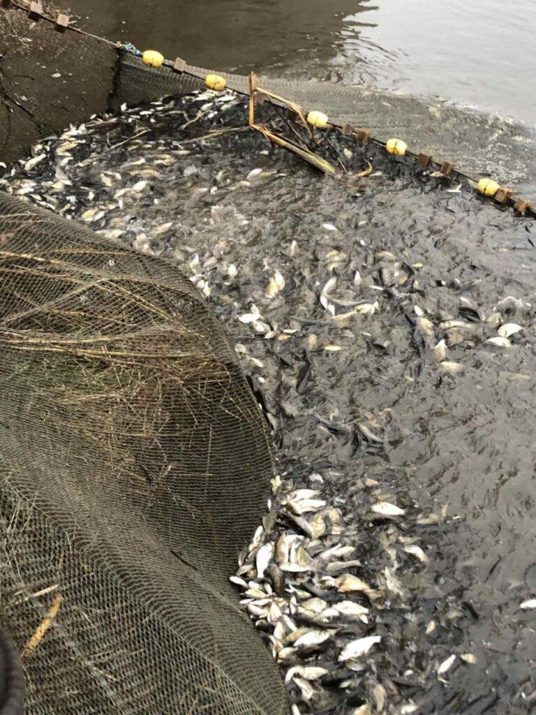 В Одесской области зарыбили Заплазское водохранилище (фото)