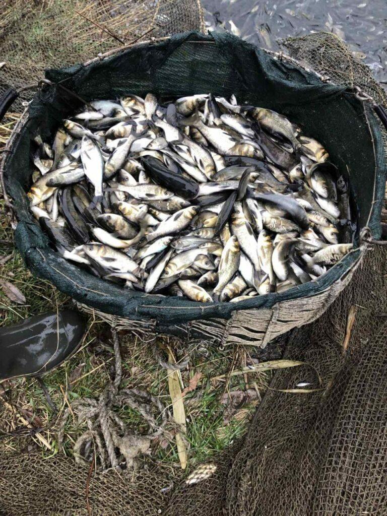 В Одесской области зарыбили Заплазское водохранилище (фото)