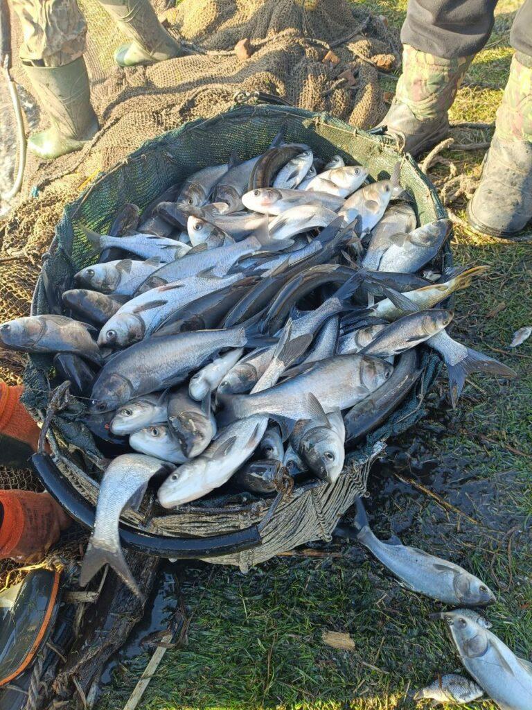 В Одесской области зарыбили Заплазское водохранилище (фото)