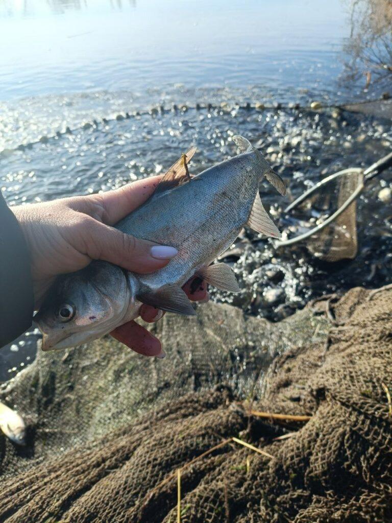 В Одесской области зарыбили Заплазское водохранилище (фото)