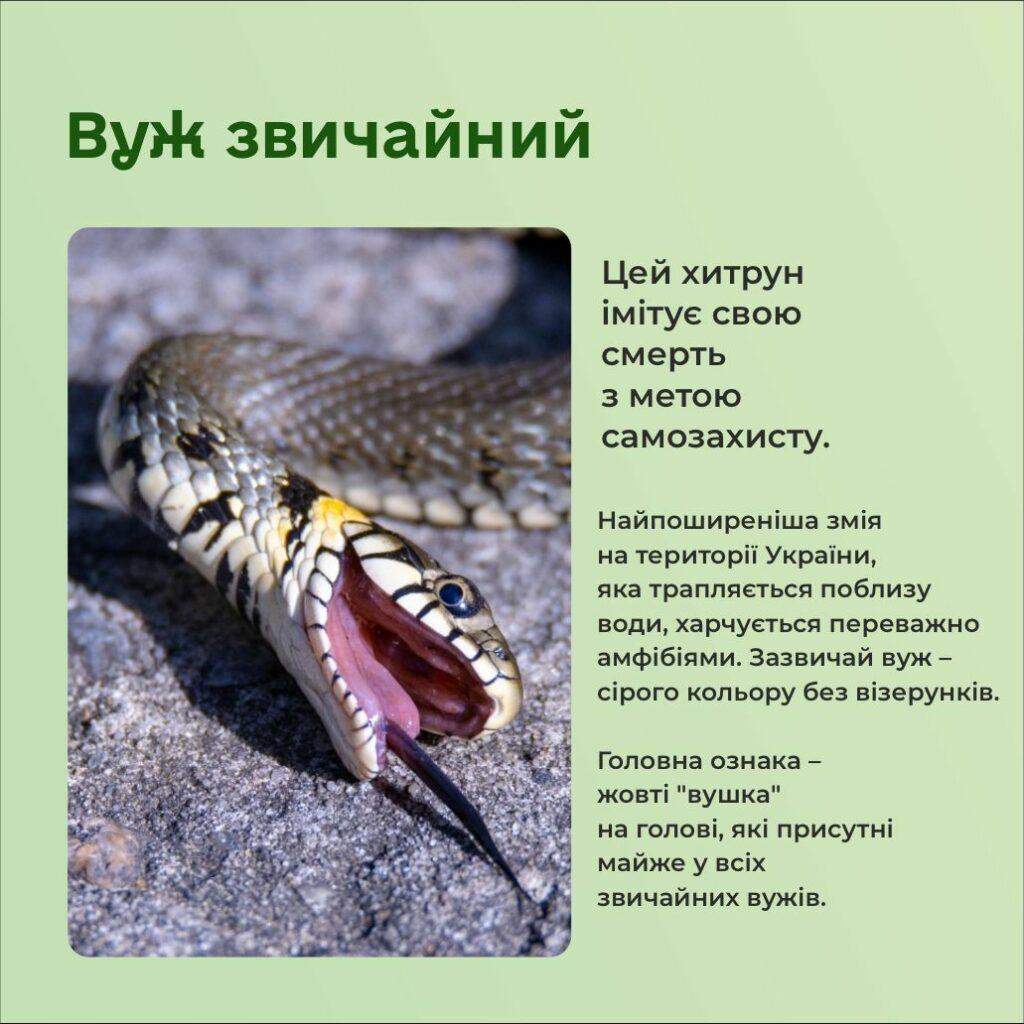 Символ 2025 року: які змії водяться в Одеській області