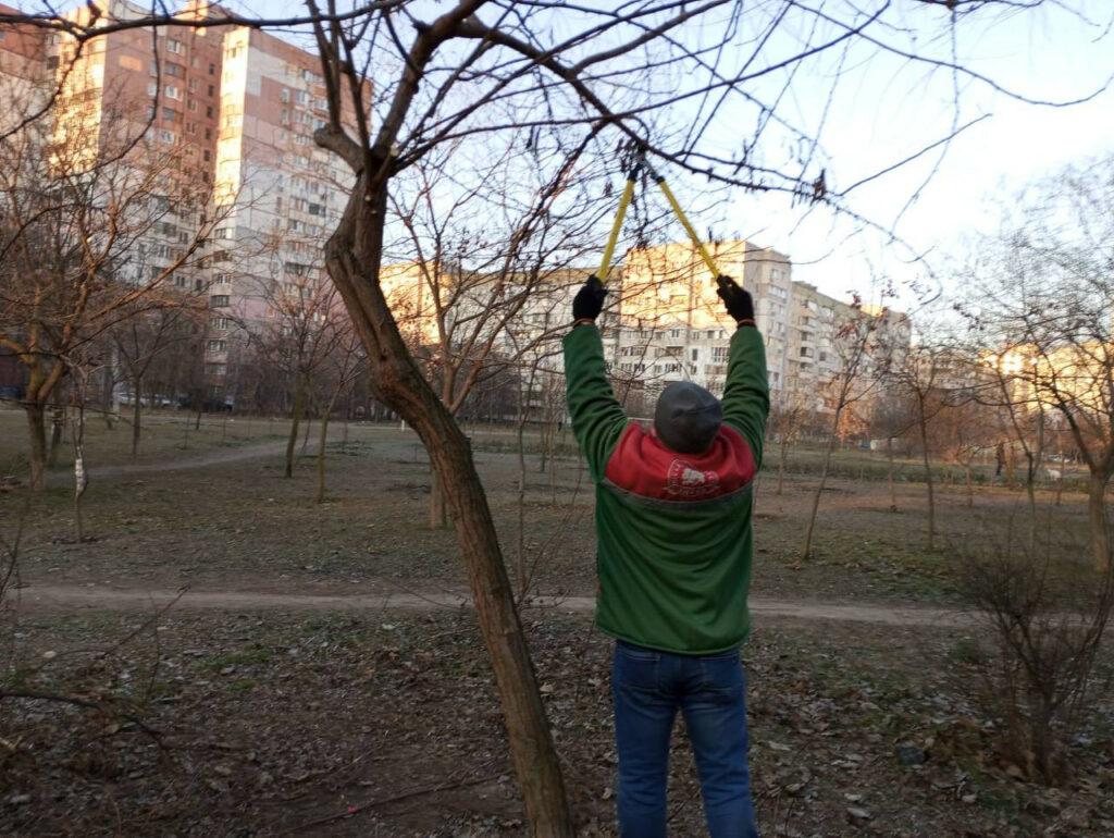 Одесские озеленители проводят подрезку деревьев (фото)