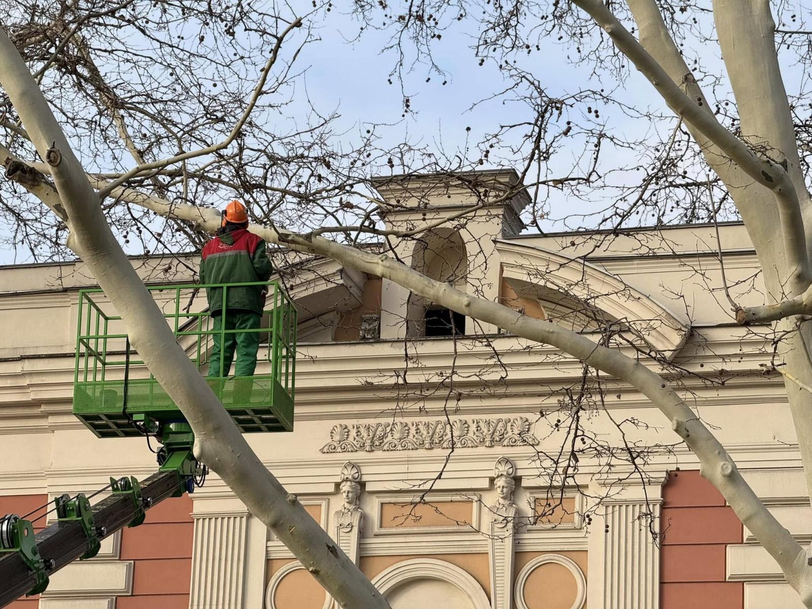 Одесские озеленители проводят подрезку деревьев (фото)