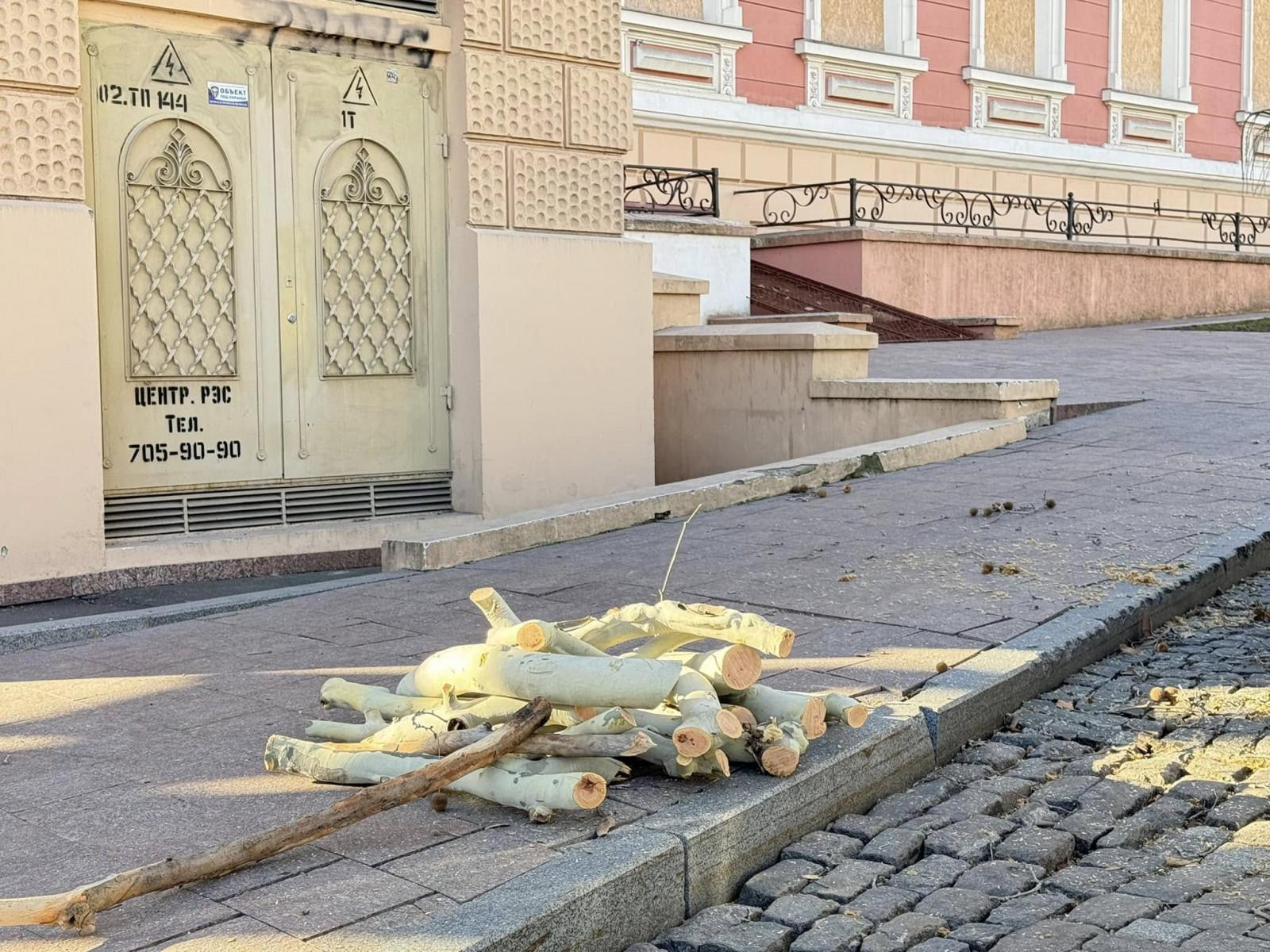 В Одессе на Французском бульваре подрезают деревья — движение транспорта может быть затруднено или частично ограничено