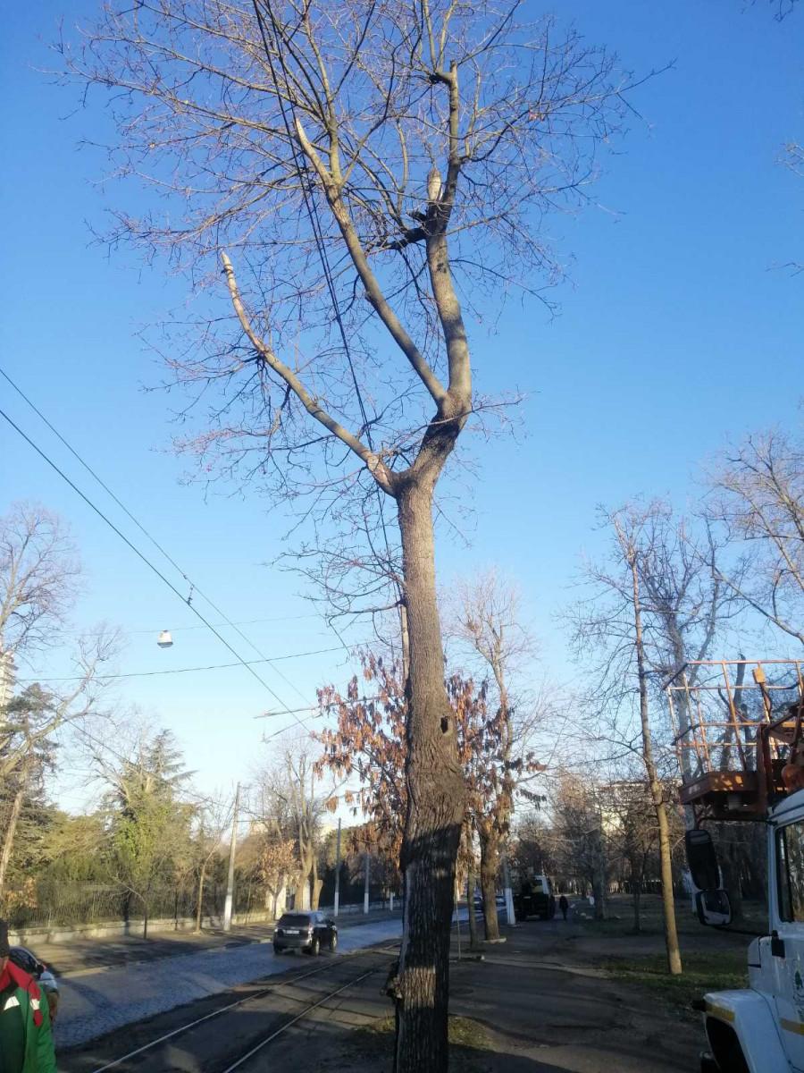 В Одессе на Французском бульваре подрезают деревья — движение транспорта может быть затруднено или частично ограничено