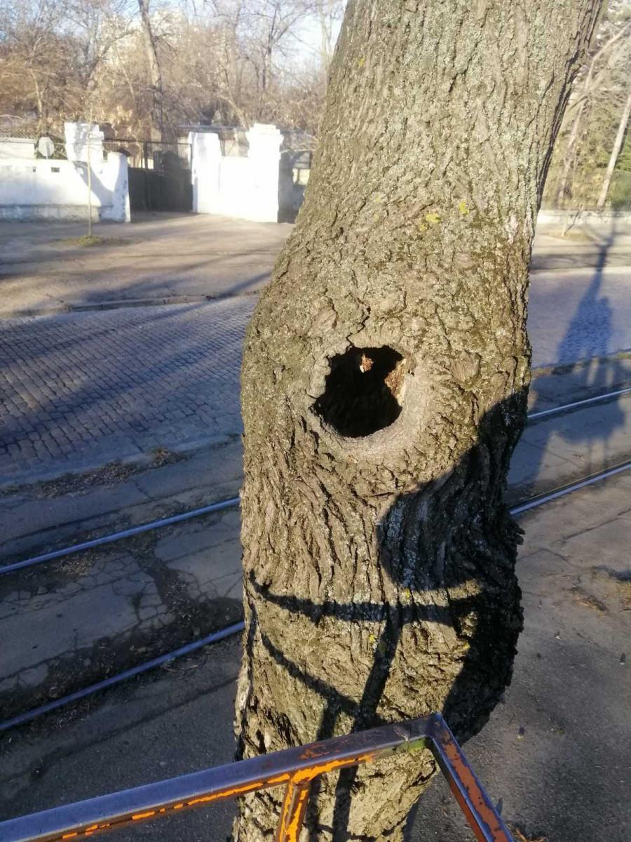 В Одессе на Французском бульваре подрезают деревья — движение транспорта может быть затруднено или частично ограничено