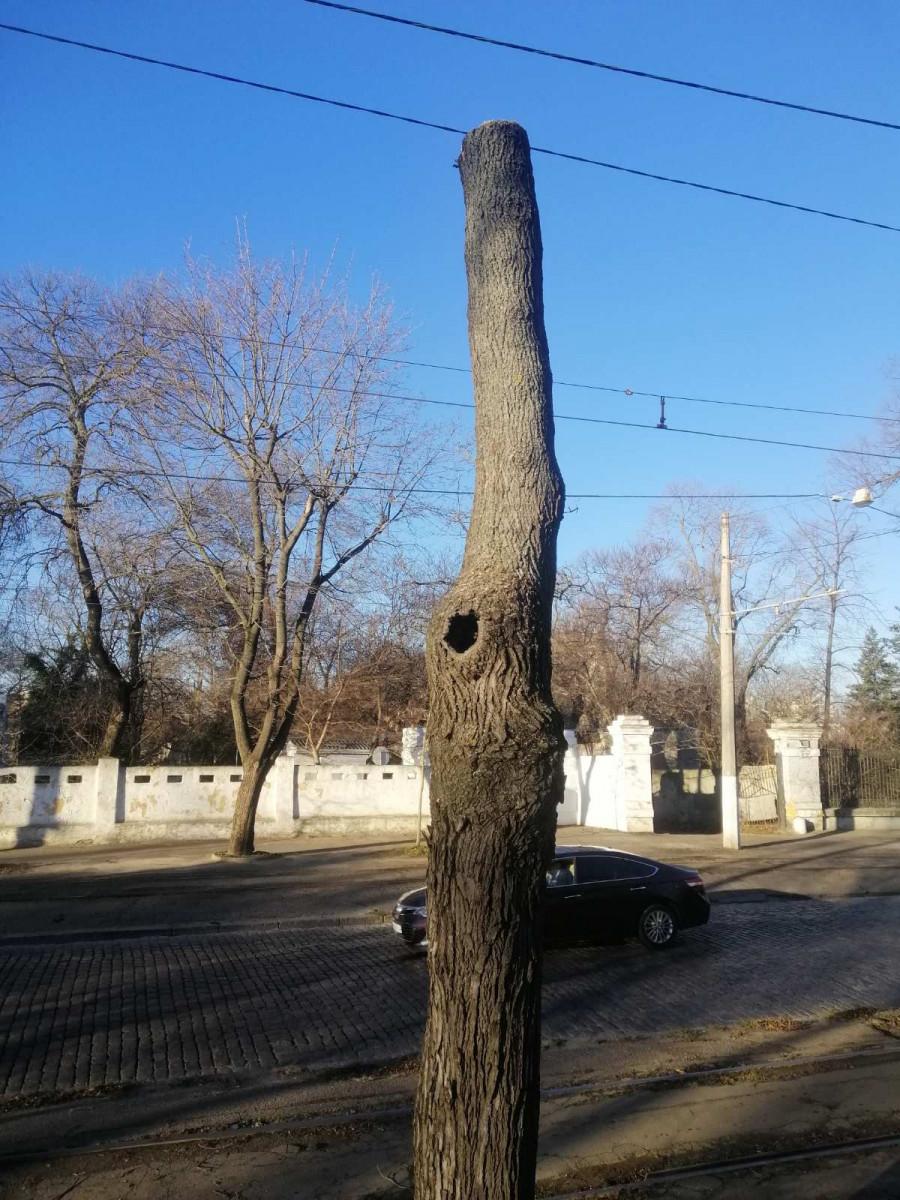 В Одессе на Французском бульваре подрезают деревья — движение транспорта может быть затруднено или частично ограничено