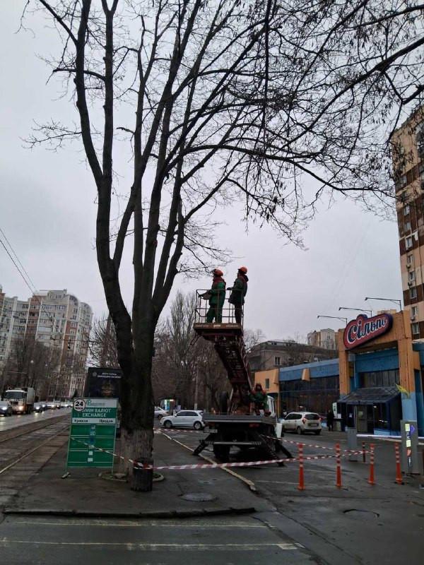 В Одессе на Французском бульваре подрезают деревья — движение транспорта может быть затруднено или частично ограничено