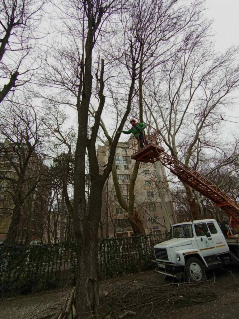 В Одессе на Французском бульваре подрезают деревья — движение транспорта может быть затруднено или частично ограничено