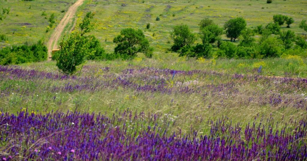 Охорона біорізноманіття та екосистем: природа Одещини може отримати кращий захист