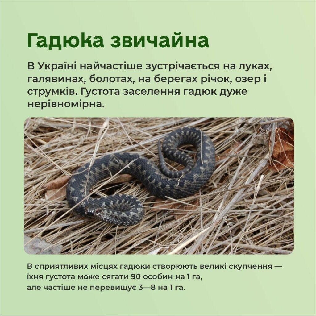 Символ 2025 року: які змії водяться в Одеській області