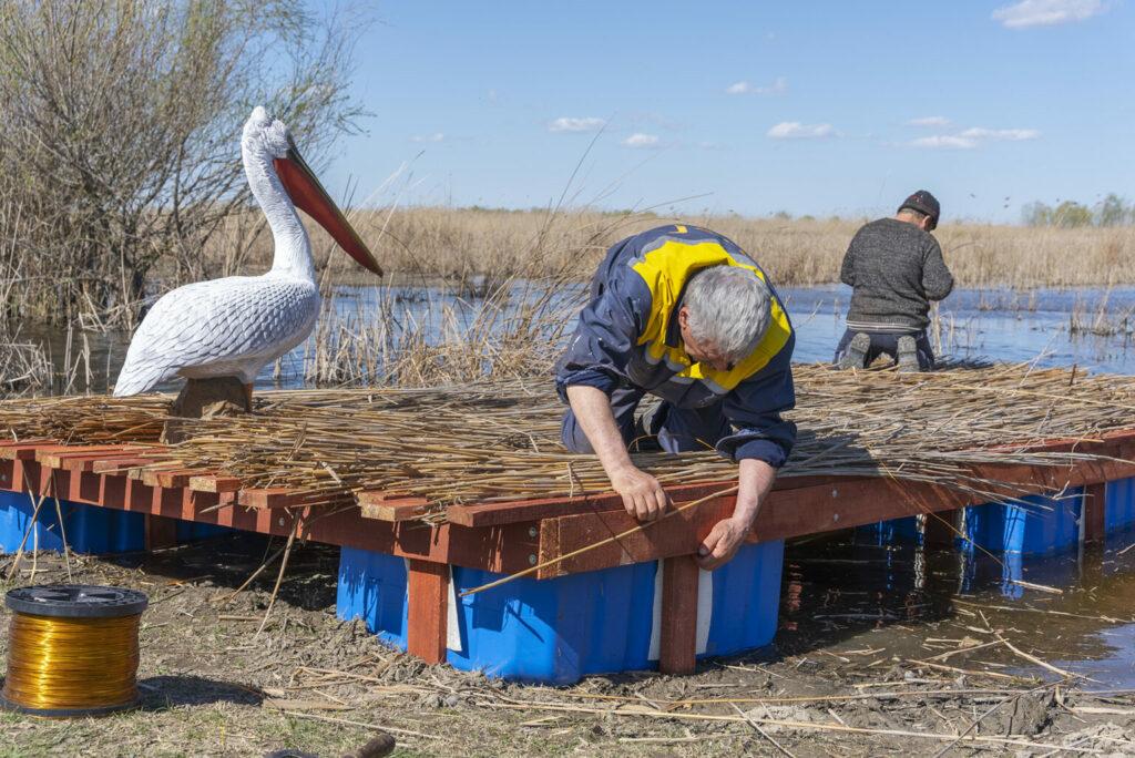 До нас летять кучеряві пелікани: на Одещині фіксується стабільне зростання популяції птахів