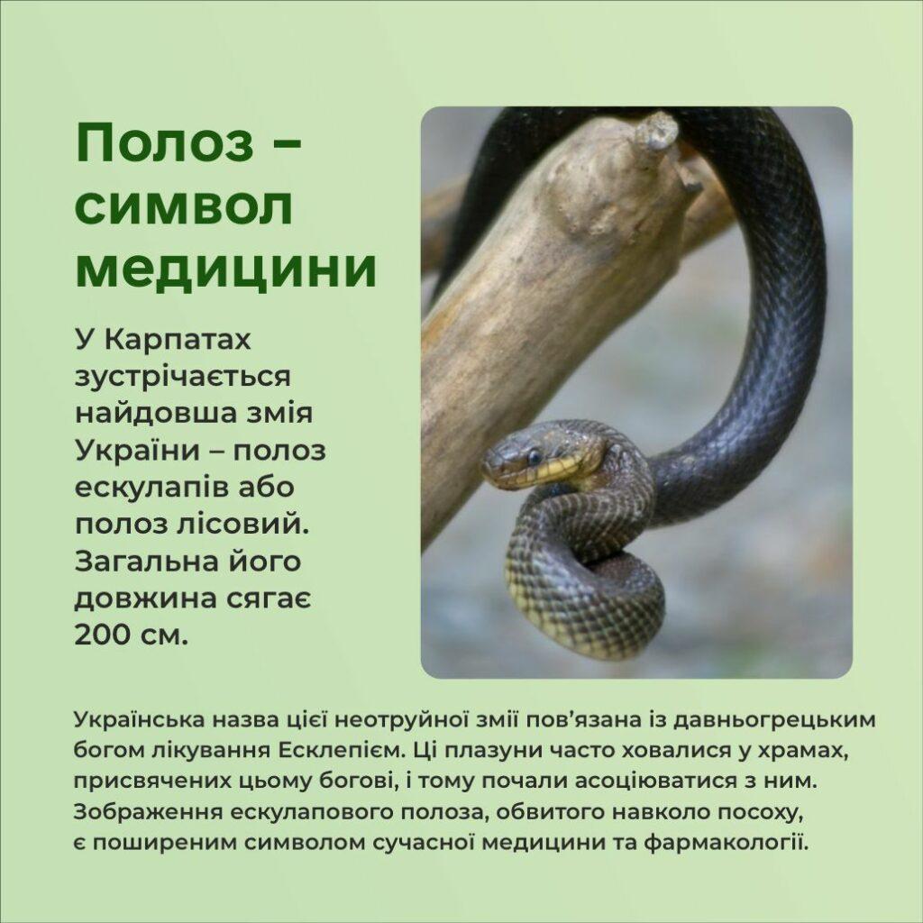 Символ 2025 року: які змії водяться в Одеській області