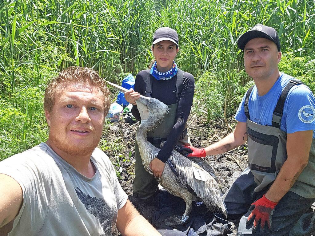 К нам летят кудрявые пеликаны: в Одесской области фиксируется стабильный рост популяции птиц