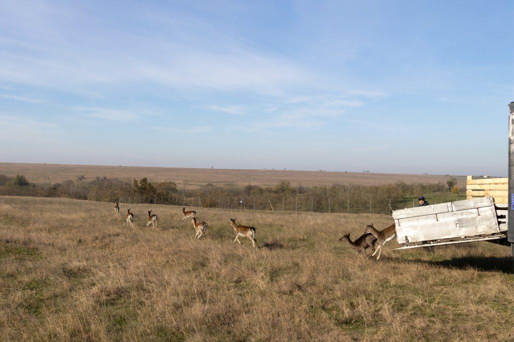 Водяні буйволи, олені, хом’яки і бабаки: як на Одещині протягом минулого року відбувався ревайлдинг