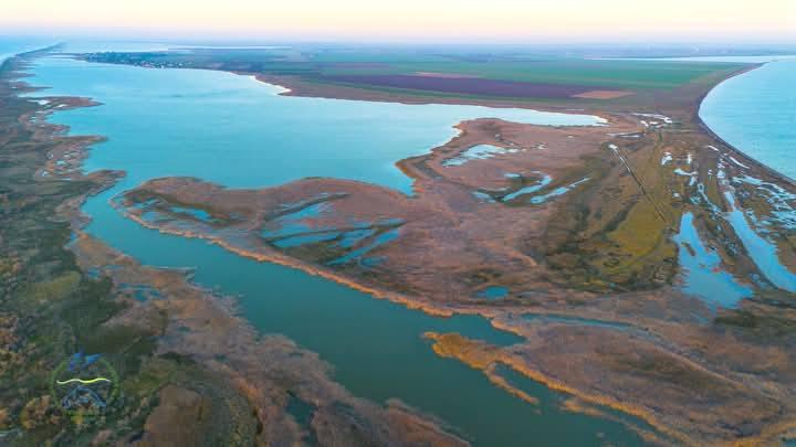 На Одещині взимку квітне солончакова айстра (фото)