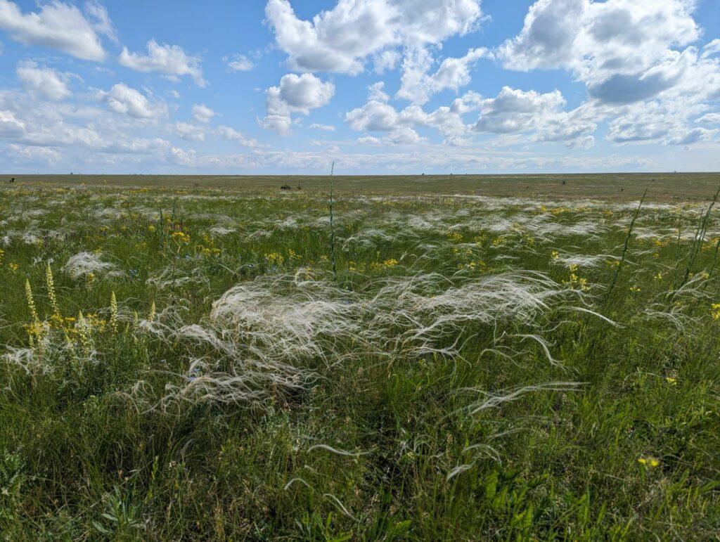 Водяні буйволи, олені, хом’яки і бабаки: як на Одещині протягом минулого року відбувався ревайлдинг