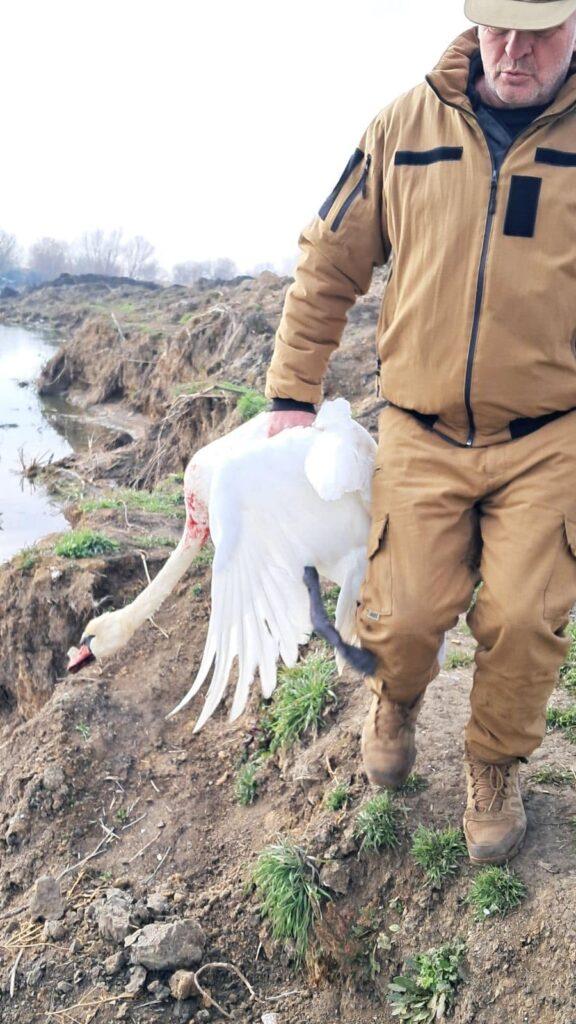 На Одещині врятували лебедя, який впав під час польоту (фото)