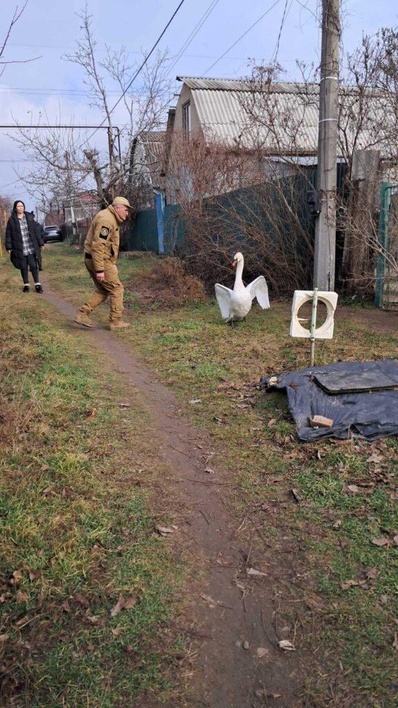 В Одесской области спасли упавшего во время полета лебедя (фото)