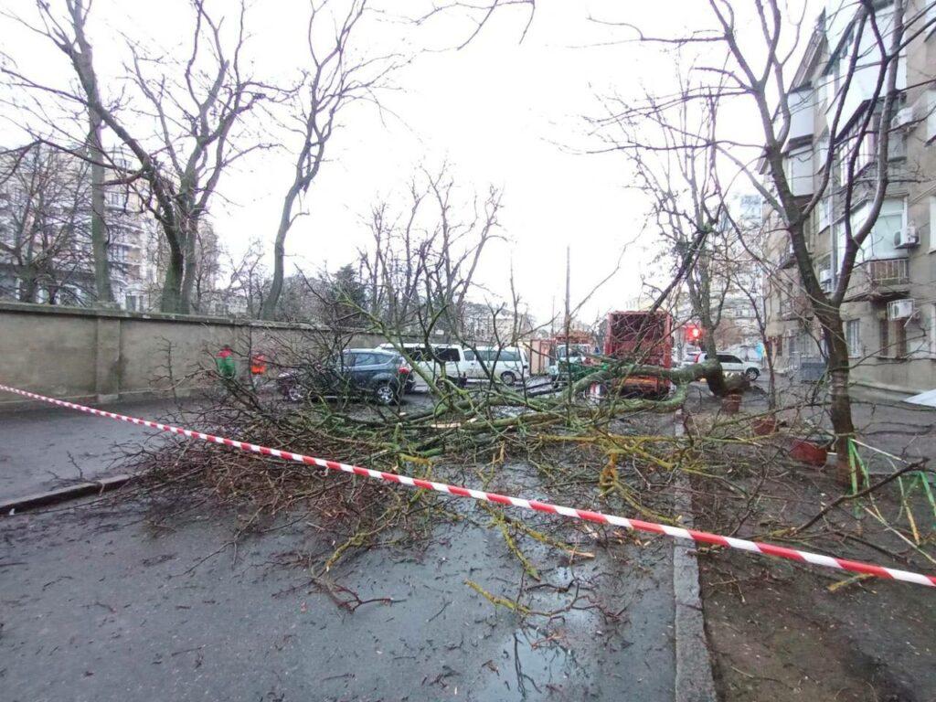 В Одессе дерево рухнуло на проезжую часть