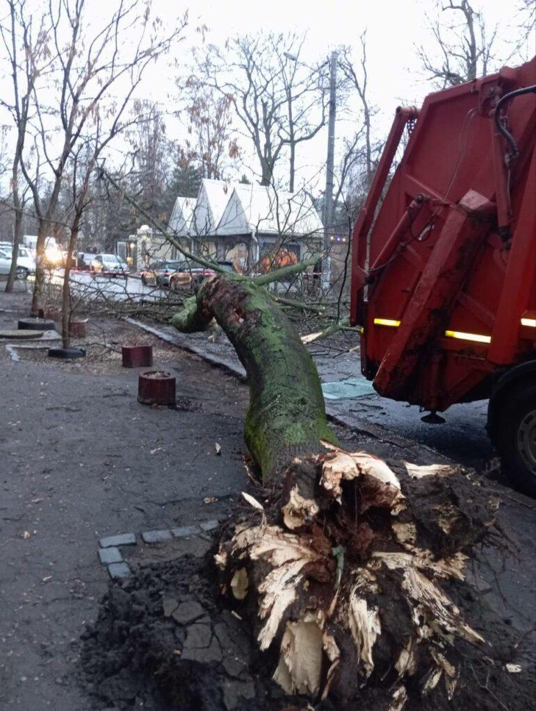 В Одессе дерево рухнуло на проезжую часть