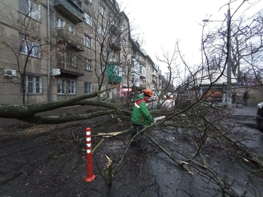 В Одессе дерево рухнуло на проезжую часть