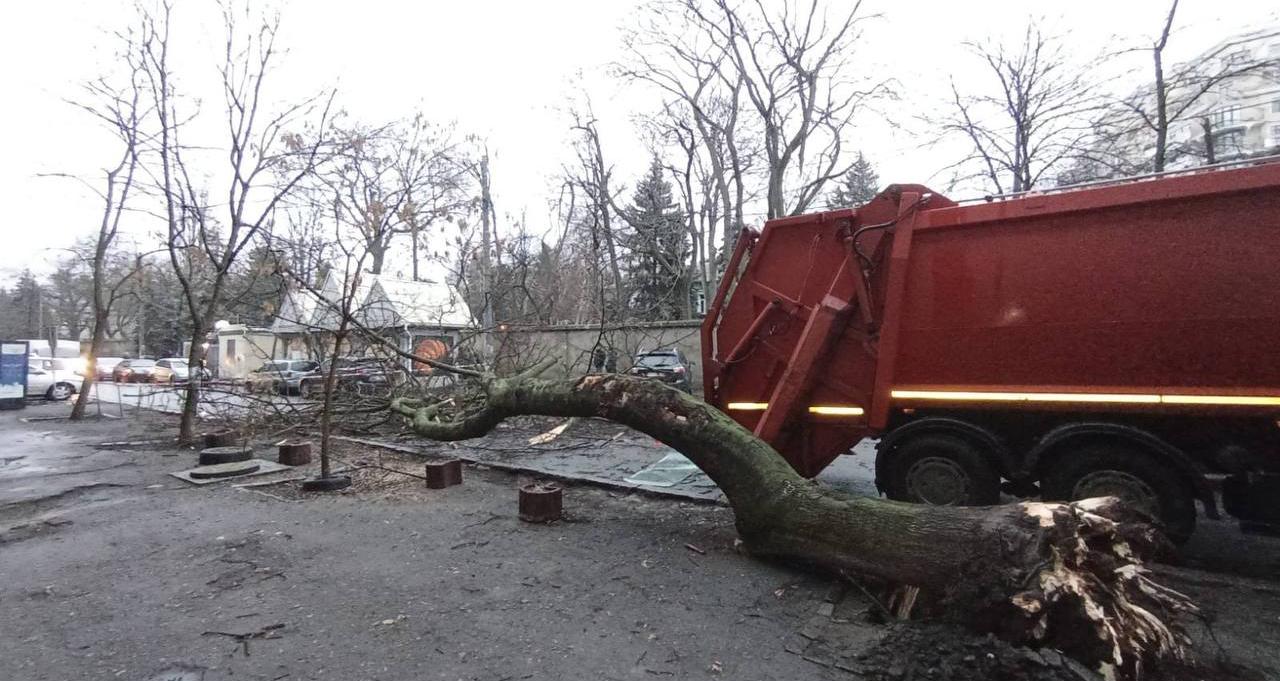 В Одесі дерево впало на проїжджу частину