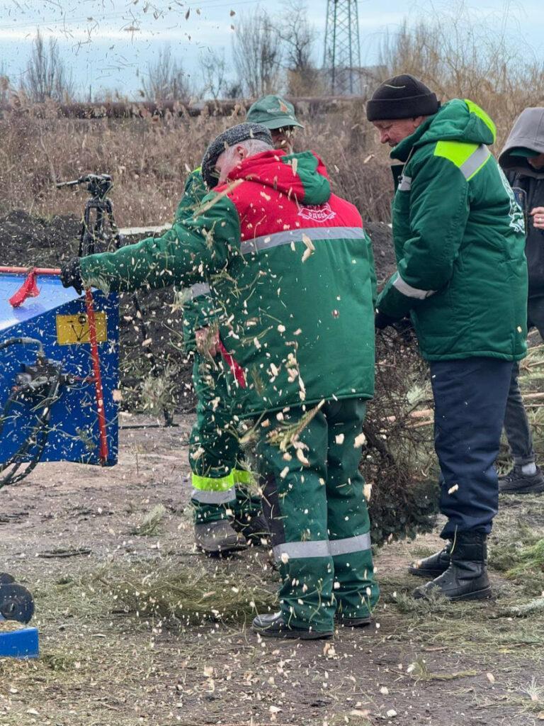 В Одессе перерабатывают новогодние елки в удобрения и мульчу