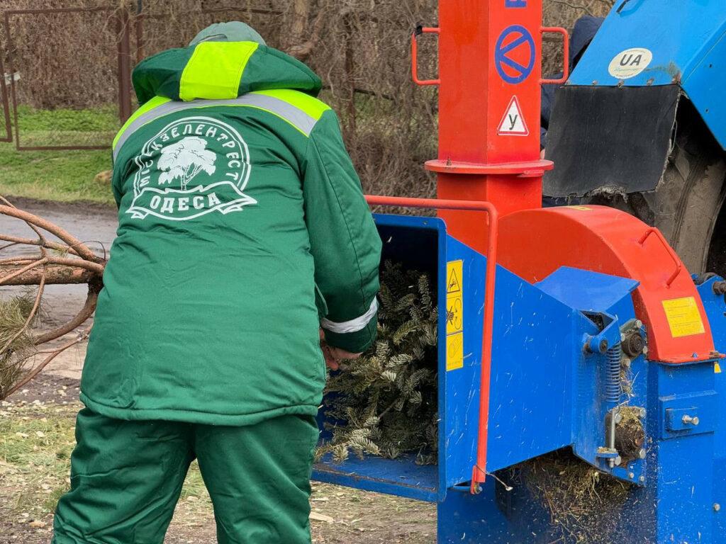 В Одессе перерабатывают новогодние елки в удобрения и мульчу