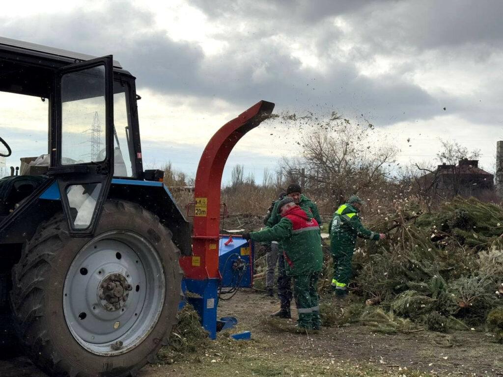 В Одессе перерабатывают новогодние елки в удобрения и мульчу